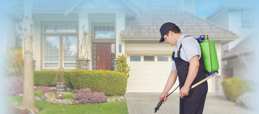 The Dangers of Ignoring Minor Pest Infestations
